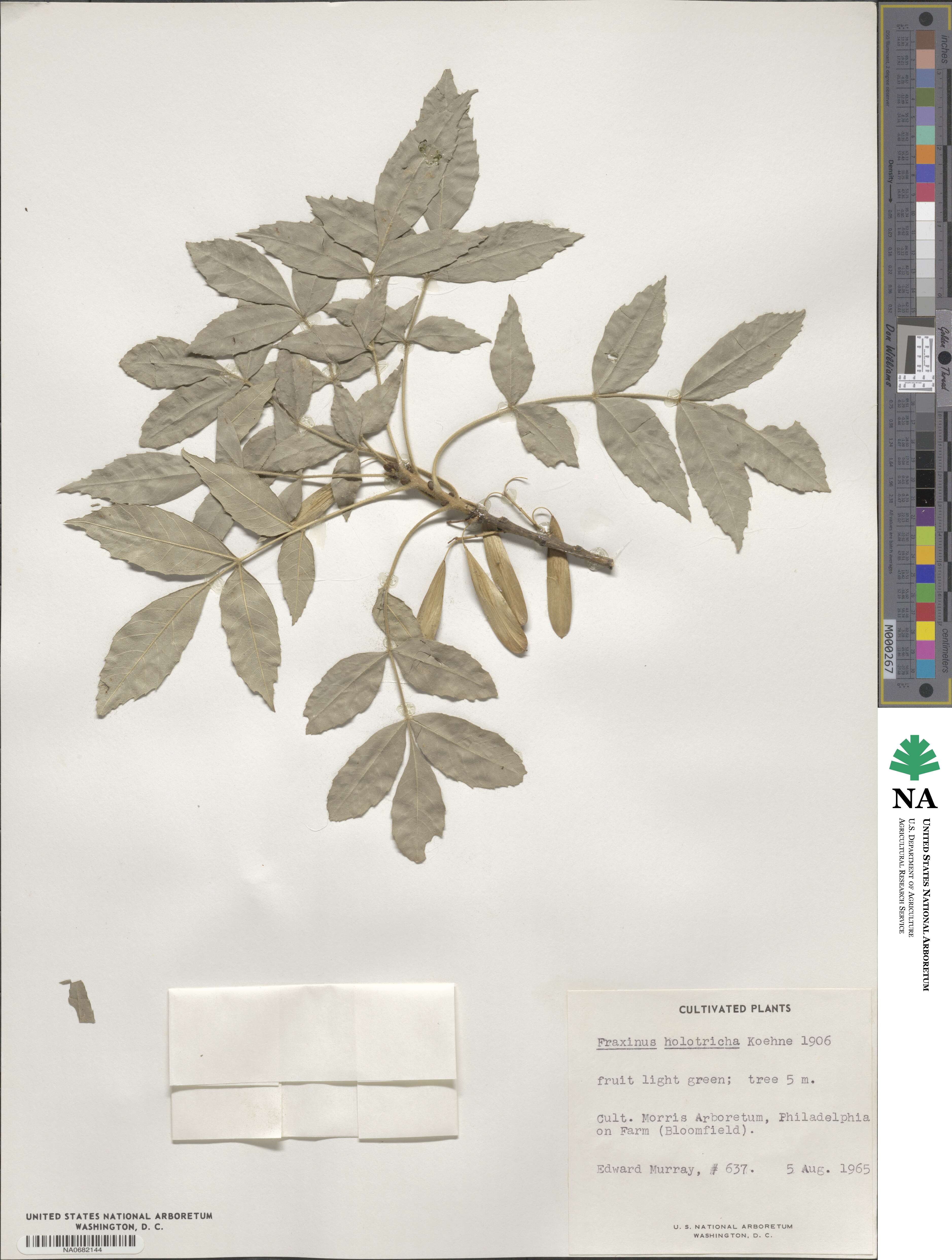 Fraxinus pallisiae image