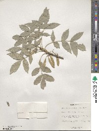 Fraxinus pallisiae image