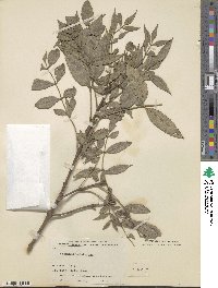 Fraxinus pallisiae image