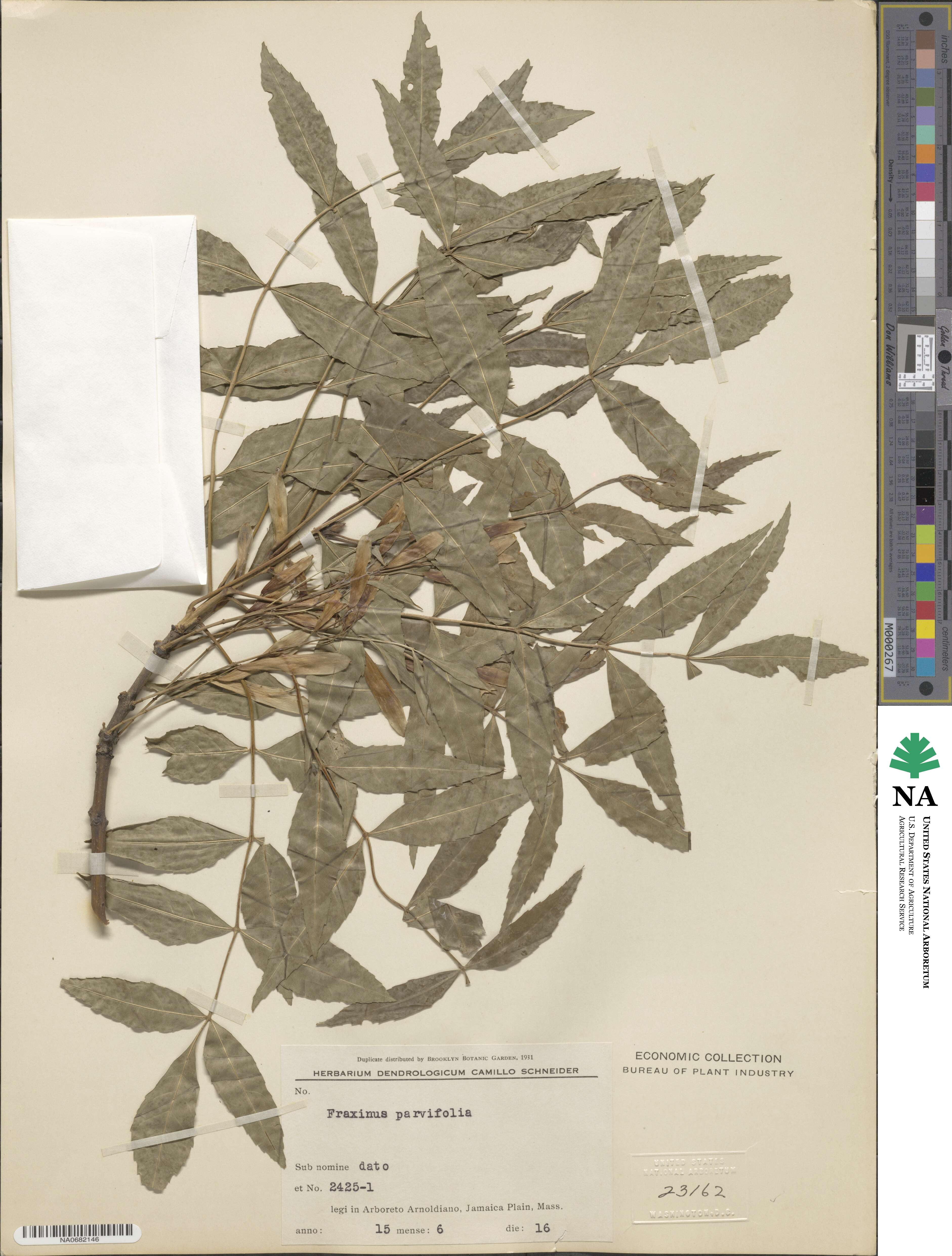 Fraxinus parvifolia image