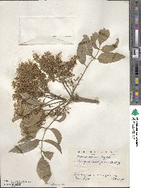 Fraxinus paxiana image