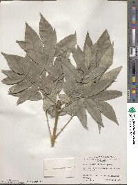 Fraxinus paxiana image