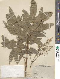 Fraxinus paxiana image