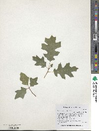 Quercus buckleyi image