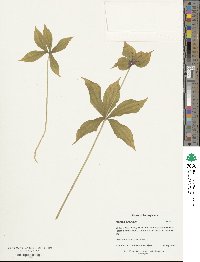 Medeola virginiana image