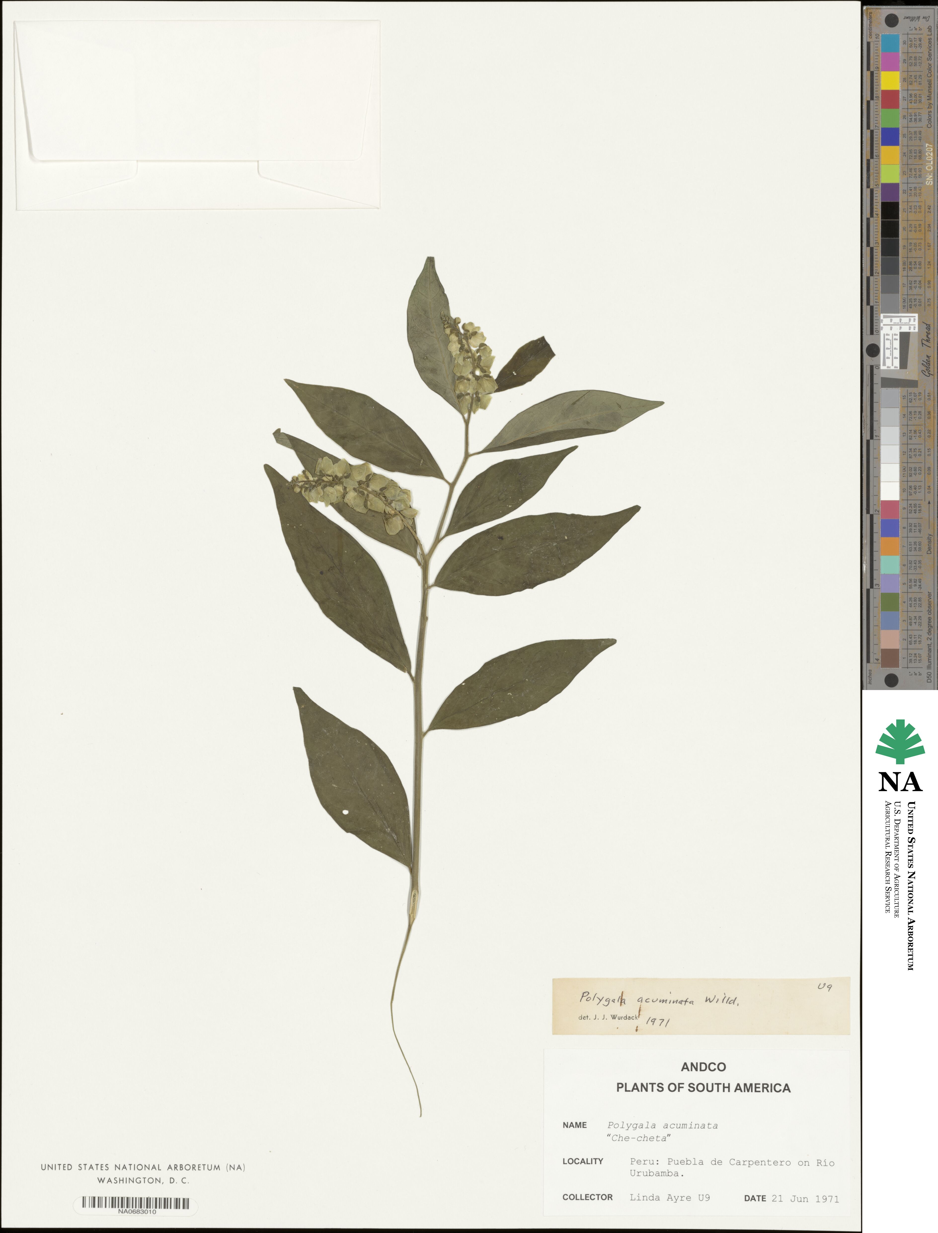 Polygala acuminata image