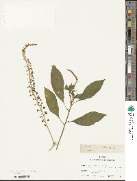 Phytolacca rivinoides image