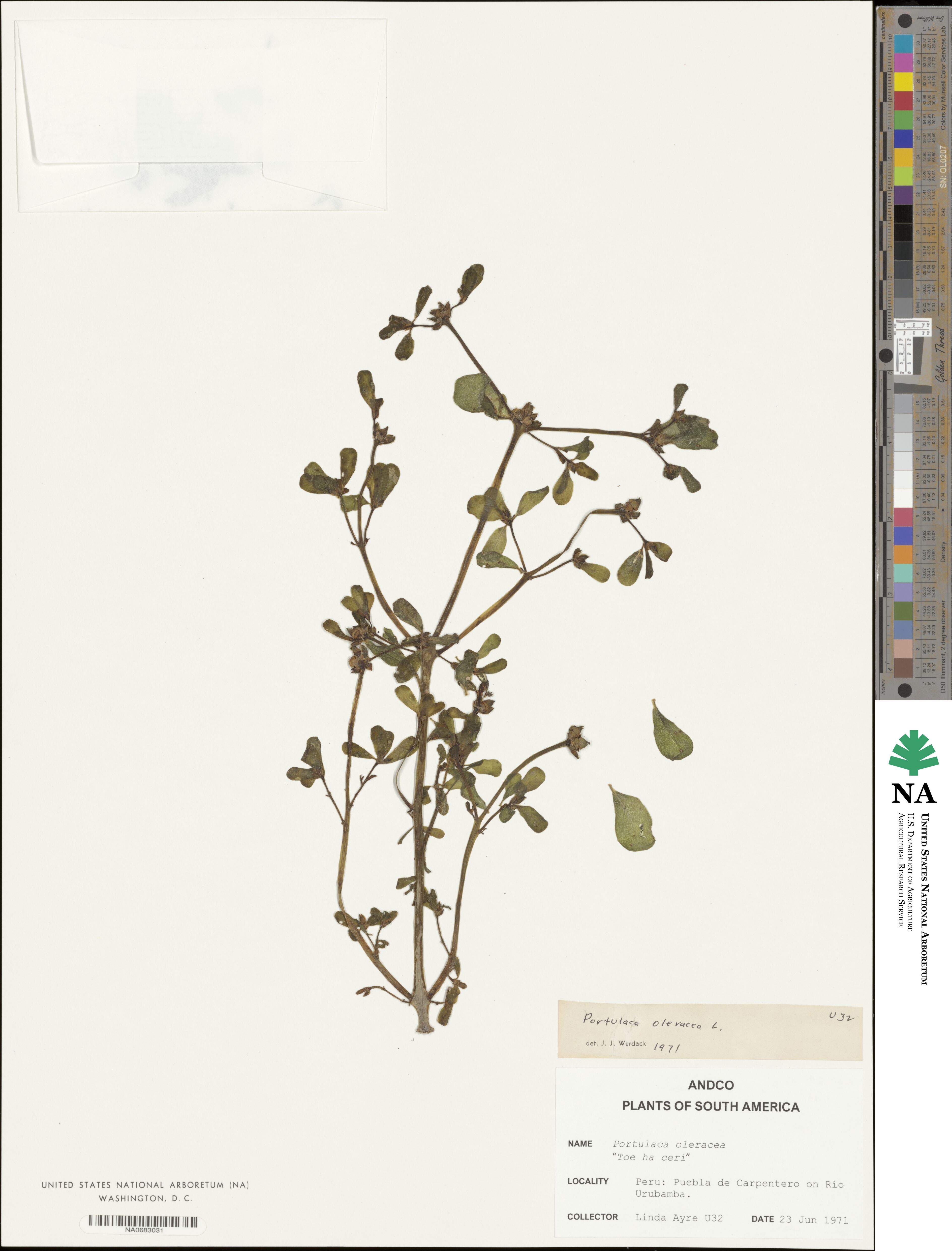 Portulaca oleracea image