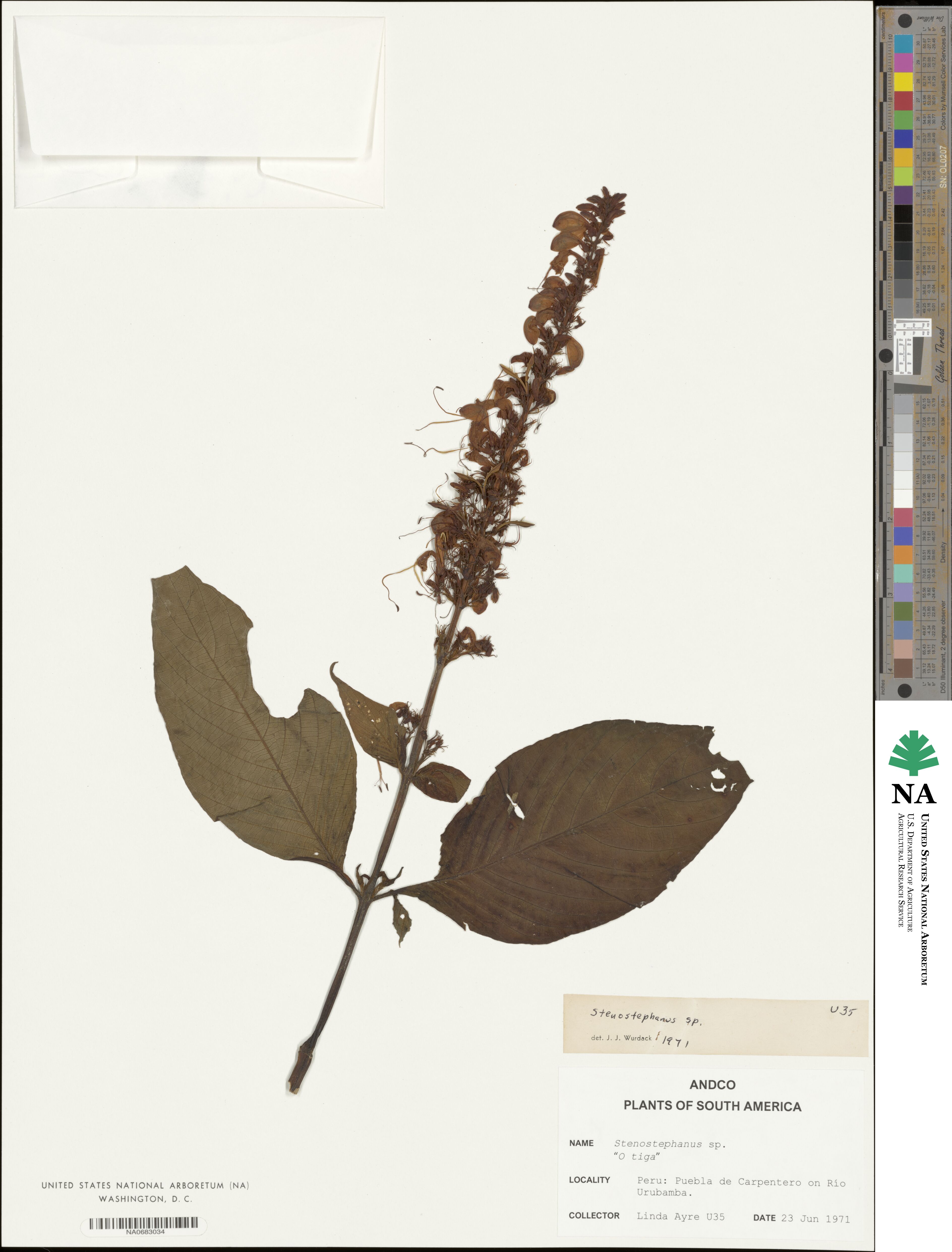 Stenostephanus longistaminus image