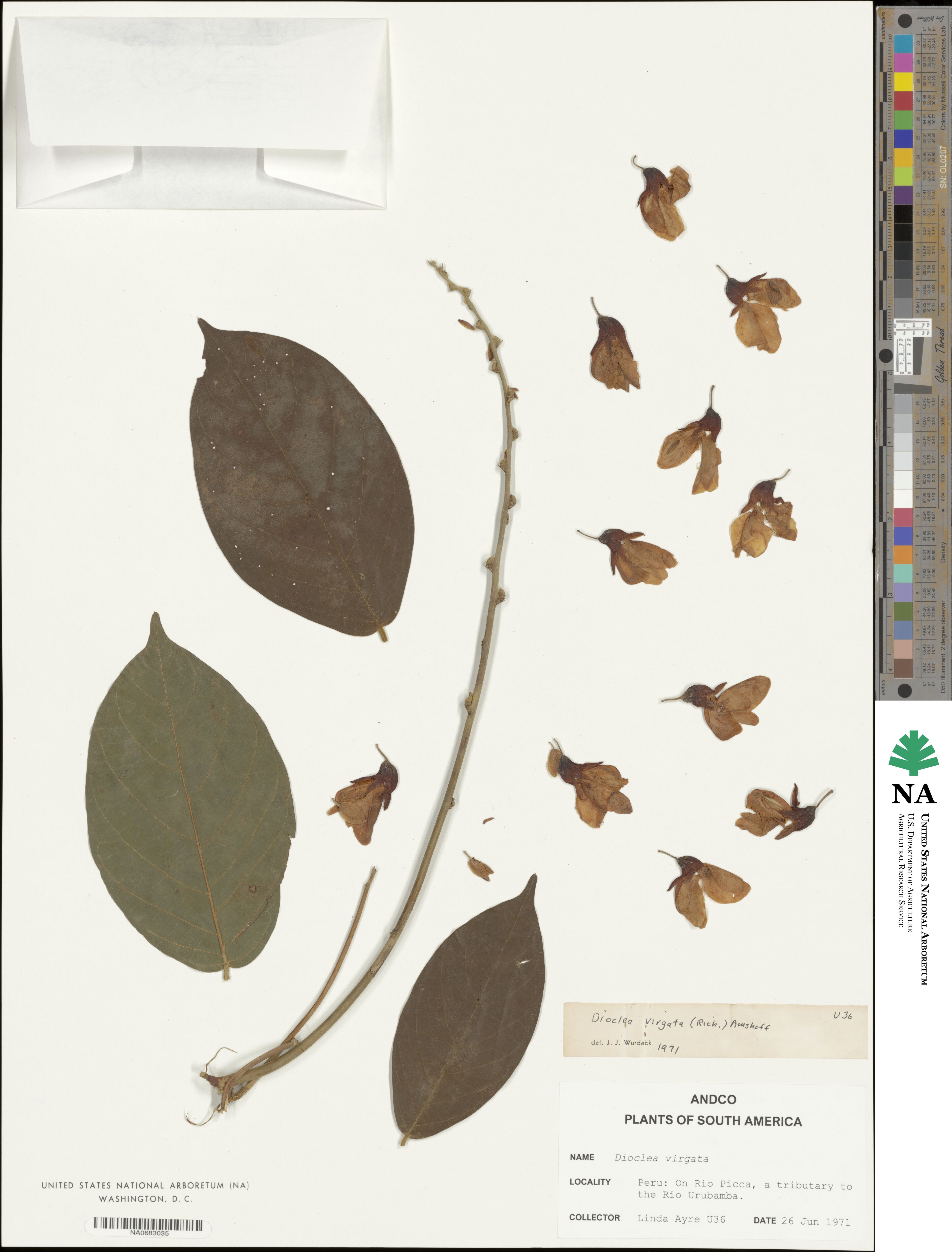 Dioclea virgata image