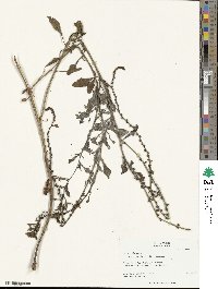 Beta maritima image