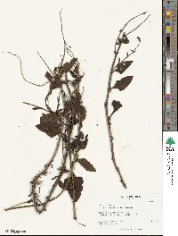 Beta maritima image