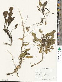 Beta maritima image