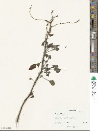 Beta maritima image