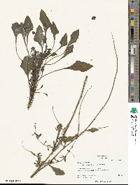 Beta maritima image