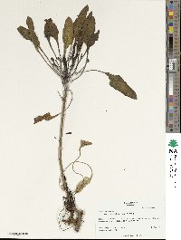 Beta maritima image