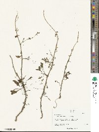 Beta maritima image