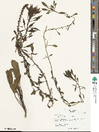 Beta maritima image