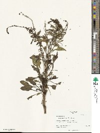 Beta maritima image