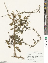 Beta maritima image