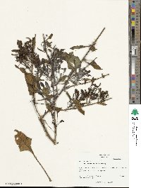 Beta maritima image