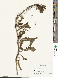 Beta maritima image