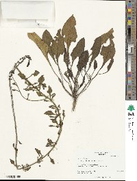 Beta maritima image