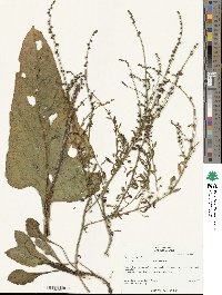 Beta maritima image