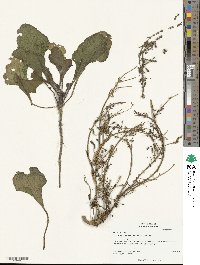 Beta maritima image