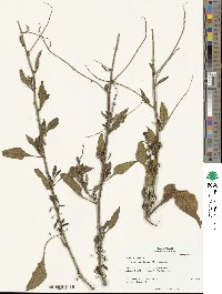 Beta maritima image