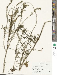 Beta maritima image