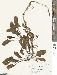 Beta maritima image