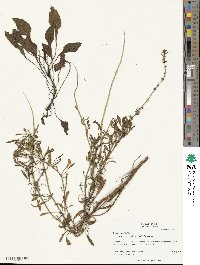 Beta maritima image