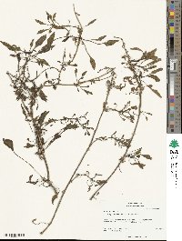 Beta maritima image