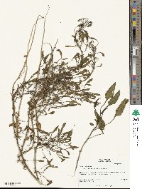 Beta maritima image