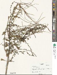 Beta maritima image