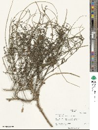 Beta maritima image