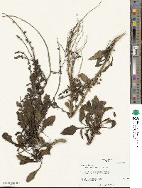 Beta maritima image