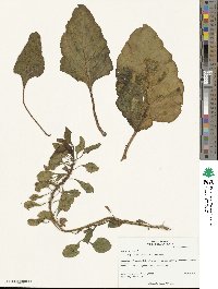 Beta maritima image