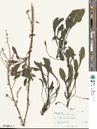 Beta maritima image