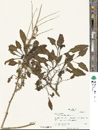 Beta maritima image