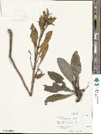 Beta maritima image