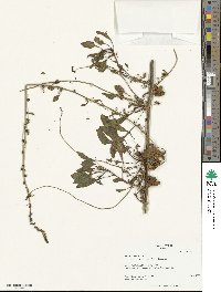 Beta maritima image