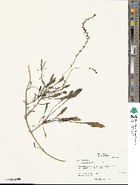 Beta maritima image