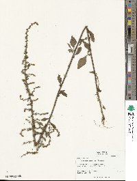 Beta maritima image