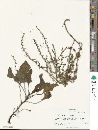 Beta maritima image