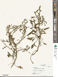 Beta maritima image