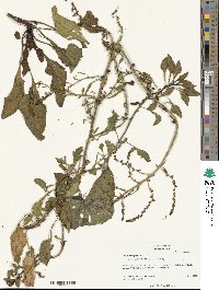 Beta maritima image