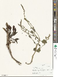 Beta maritima image