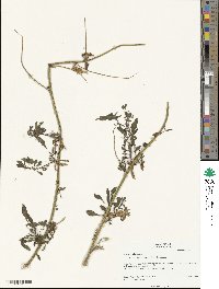 Beta maritima image